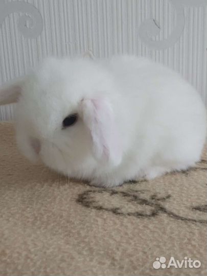 Кролики крольчата мими самые красивые карликовые