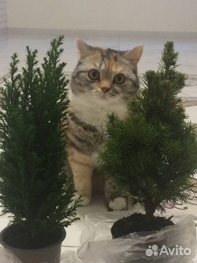 Кошка бесплатно
