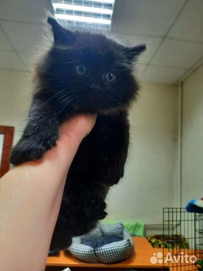 Котята в добрые руки бесплатно