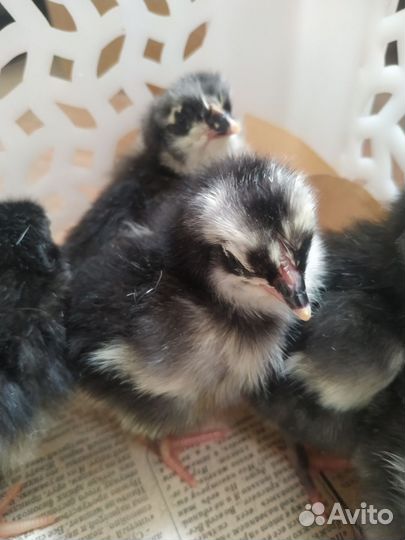 Цыплята мясояичных пород