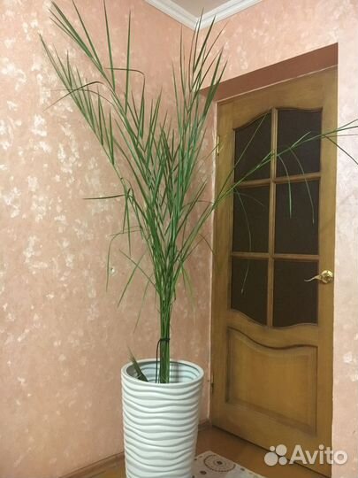 Пальма финиковая