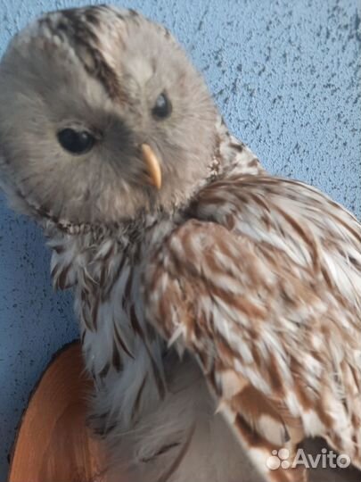 Чучело совы