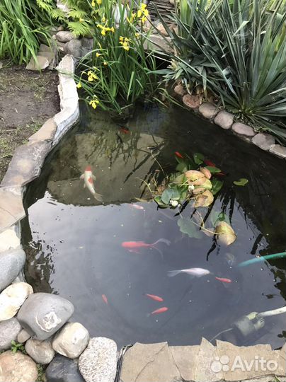 Рыбки Комета прудовые