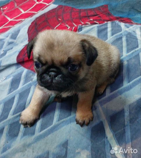 Щенки мопса