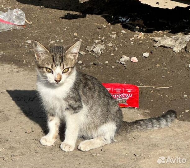 Котёночка Немецкая Деревня