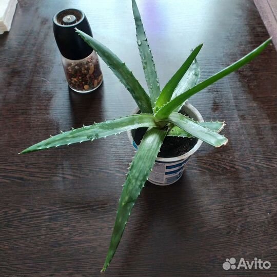 Алоэ вера двухлетний