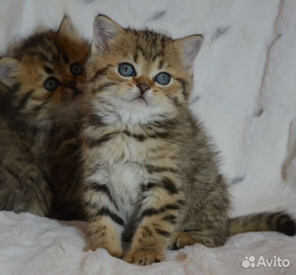 Британцы золотые