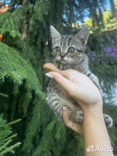 Кошечка в добрые руки