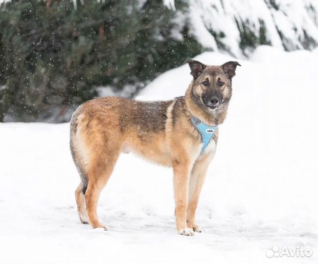 Собаки бесплатно