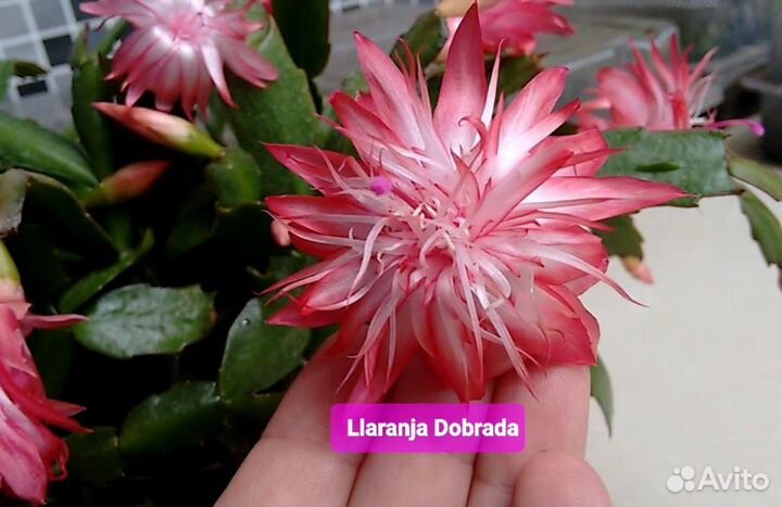 Декабрист шлюмбергера