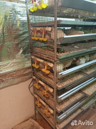 Клетки для перепелов бу