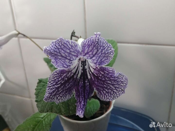 Стрептокарпусы