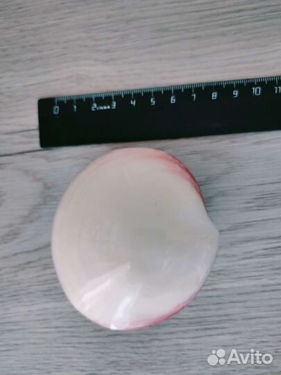 Морские ракушки раковины