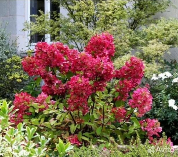 Гортензия Вимс Ред