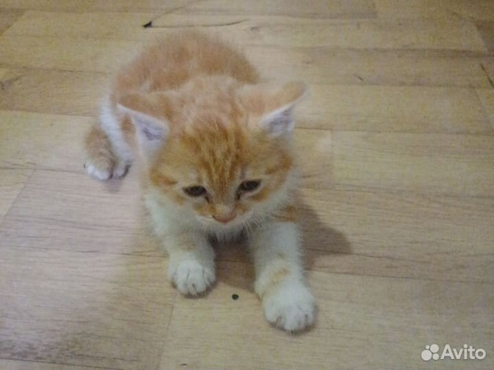 Котенок беспатно