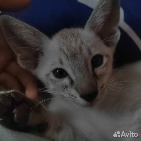 Ориентальные котята