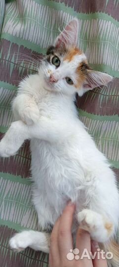 Котенок в дар бесплатно