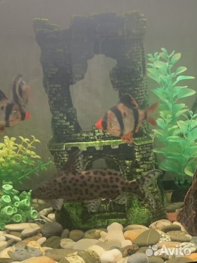 Аквариумные рыбки сомики