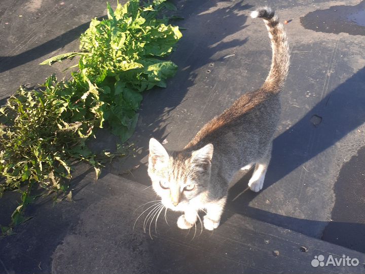 Кошка в дар