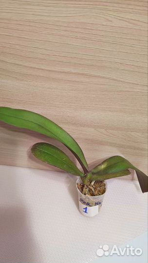 Орхидея фаленопсис биг лип