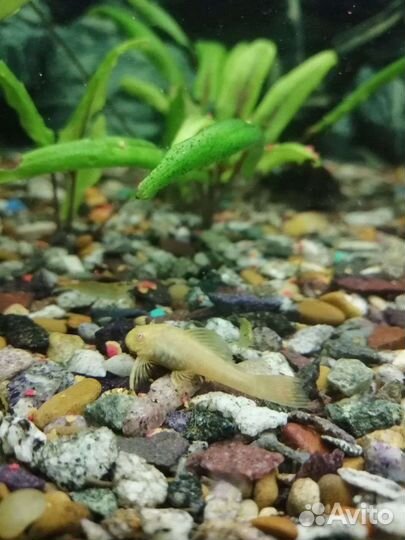 Аквариумные рыбки, гуппи, анциструс