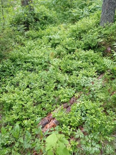 Коттедж 200 м² на участке 31 сот.