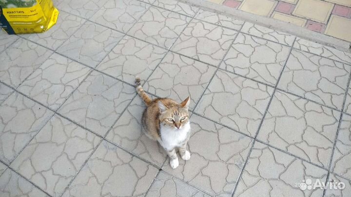 Кошка помогает