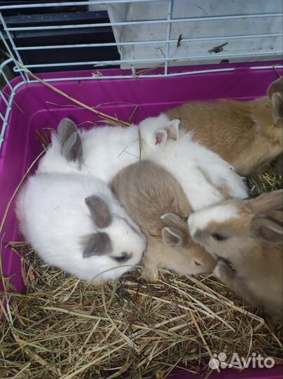 Грызуны оптом иив розницу