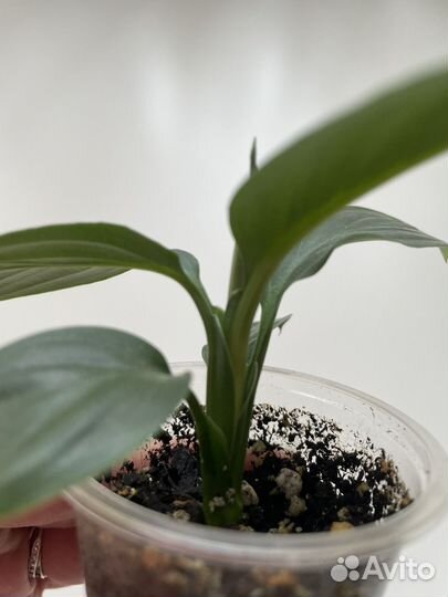 Спатифиллум сенсация