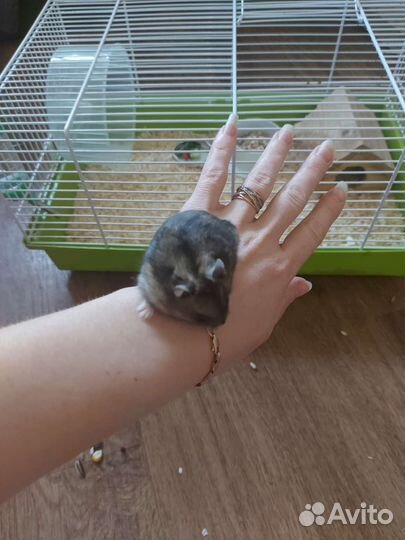 Джунгарский хомячок с клеткой