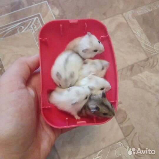 Джунгарский хомяк