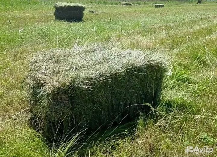Сено в тюках с доставкой