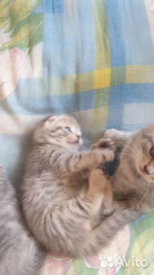 Шотландская