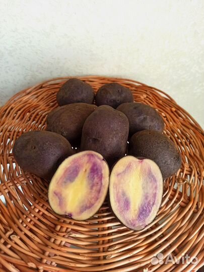 Картофель фиолетовый сорт Аметист