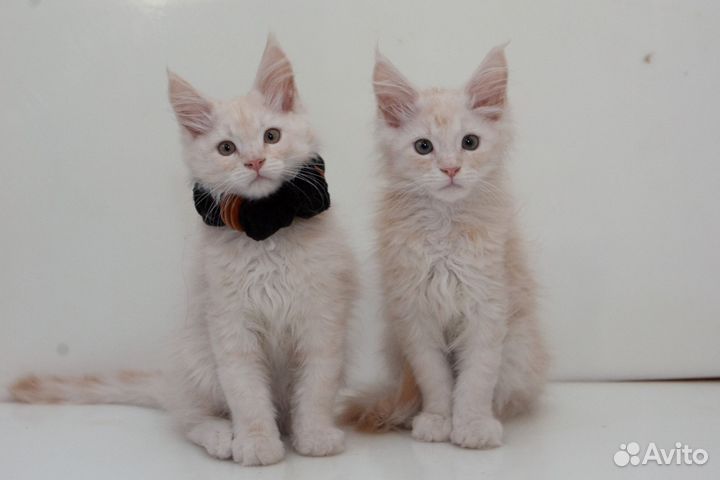 Котята мейн-кун