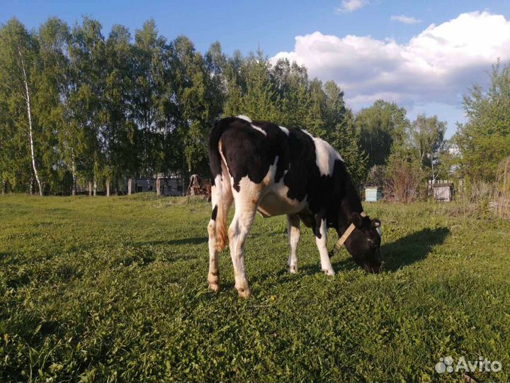 Корова голштинской породы