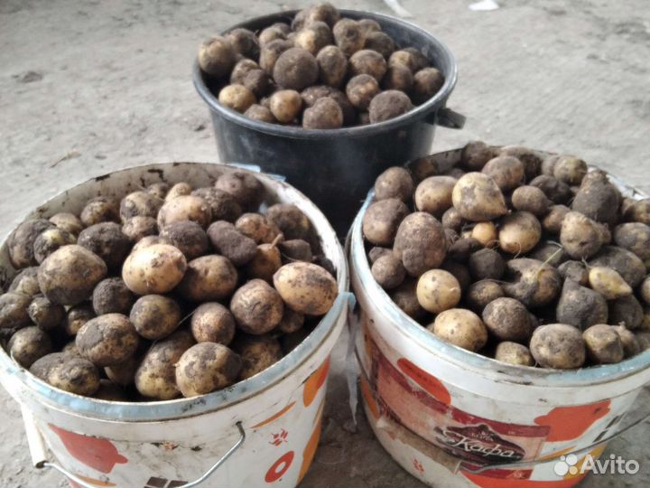 Корм для животных