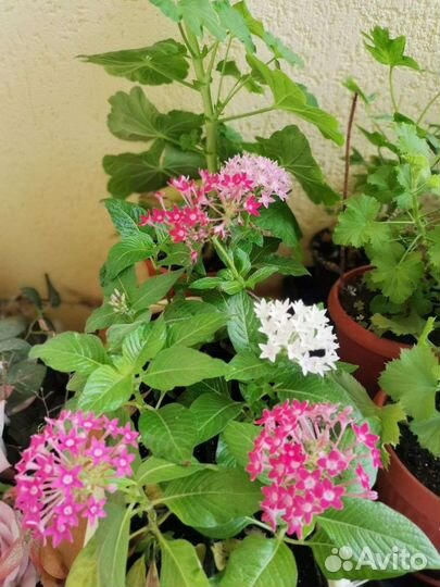 Цветы растения,спатифилум,калла,катарантус