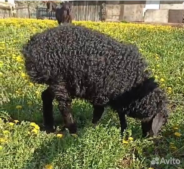 Эдельбаевская +Гиссар