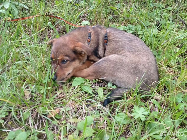 Собака в добрые руки отдам бесплатно щенок