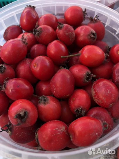 Садовый боярышник-ягоды