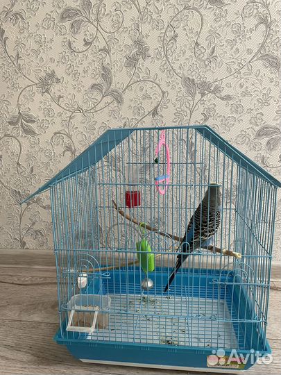 Волнистый попугай