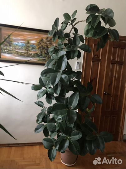 Комнатные цветы