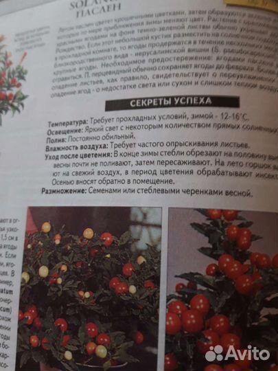 Все о комнатных растениях