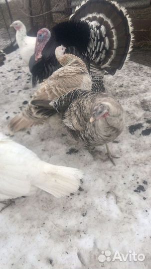 Инкубационное яйцо