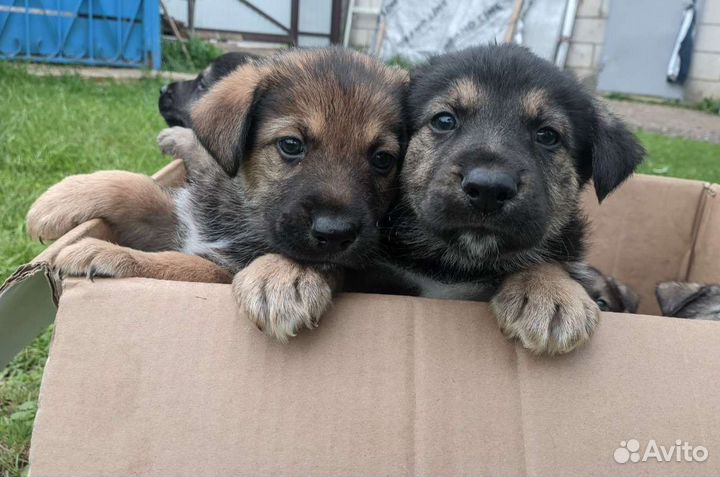 Щенки в добрые руки