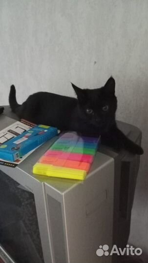 Потерялась кошечка, 4 мес