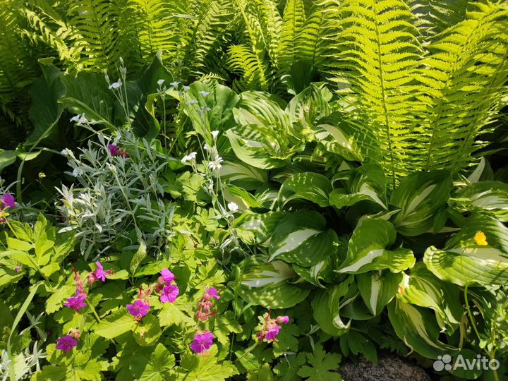 Многолетние растения для вашего сада