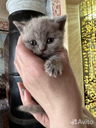 Шотландская