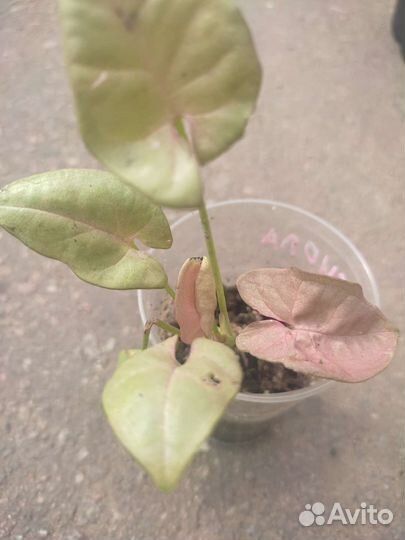 Портулак домашний